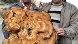 Dev meşe mantarı görenleri şaşırttı