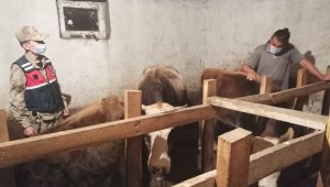 Göle'de çalınan büyükbaş hayvanlar bulundu