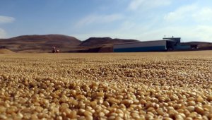 Günde 60 ton pişirip kurutuyorlar