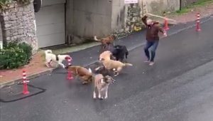 İstanbul'da başıboş köpeklerin mahalleliye korku yaşattığı anlar kamerada