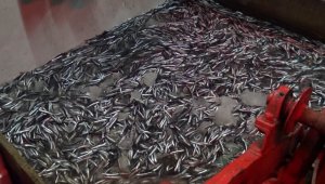 Karadenizli balıkçıların ağları hamsi ile doldu