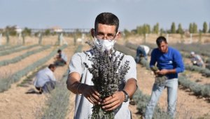 Karatay'da lavantaların ikinci hasadı yapıldı