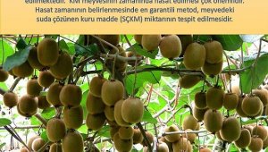 Kivi üreticilerine hasat uyarısı