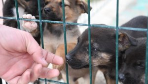 Konyaaltı'nda yılın ilk altı ayında 94 köpek ve 161 kediyi sahiplendirildi