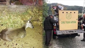 Köpeklerin saldırdığı gebe karaca kurtarıldı