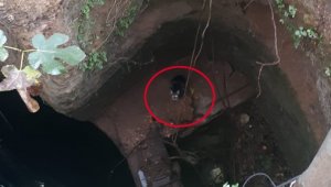 Kuyuya düşen kedi çaresizce kurtarılmayı bekledi