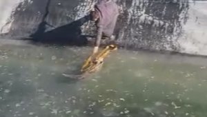 Ölmek üzere olan tilkiyi, kalp masajıyla hayata tutundurdu