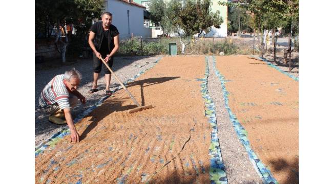 Organik susam ve haşhaş ezmesine talep arttı