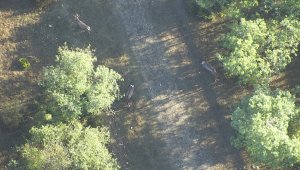 Ormandaki geyikleri termal drone ile böyle saydılar