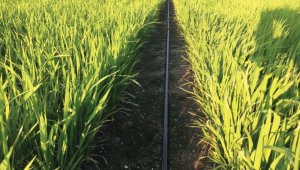 Samsun'da 30 ton soya ve 126 ton çeltik tohumu üreticilere dağıtıldı