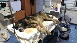 Su kuyusuna düşen köpeği belediye ekipleri kurtardı