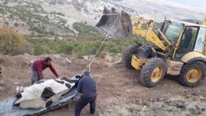 Uçuruma düşen inek kurtarıldı
