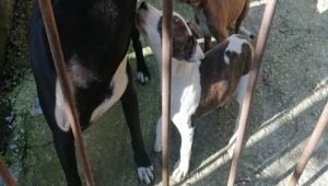 Yasak ırk köpek besleyen kişiye ceza yağdı