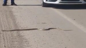 Yılanın ezilmemesi için trafiği durdurdu