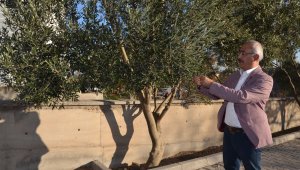 Zeytin ve yaprağı Anadolu'da halk tıbbında asırlardır kullanılıyor