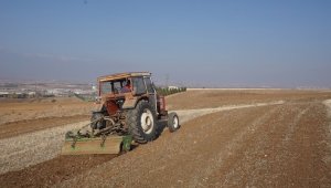 Akyurt'a 25 dönümlük meyve bahçesi
