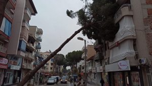 Asırlık çam ağacı apartmanın üzerine devrildi