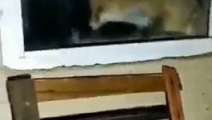 Avlanmaya gelen tilki bu sefer avlandı