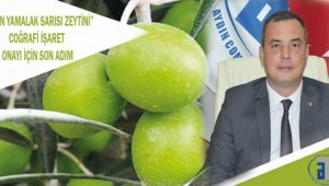 Aydın'a özgü Yamalak Sarısı Zeytini'nde sona gelindi