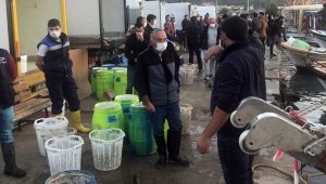 Aydın'da deniz patlıcanı avcılığı devam ediyor