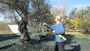 Balıkesir'de sokağa çıkma yasağı zeytin hasadına engel olmadı