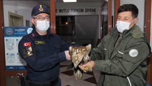 Baraj gölüne düşen kızıl şahini jandarma kurtardı