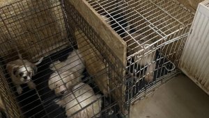 Başkent'te binanın bodrum katında 68 köpek bulundu