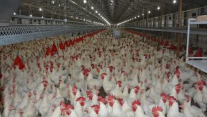 Beyaz et sektörü Japonya ve Çin'den sonra gözünü AB pazarına dikti