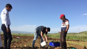 Bingöl'de hasadı yapılan lavanta, çay ve yağ olarak işlenecek