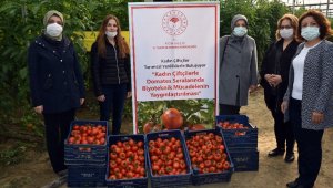Biyoteknik mücadeleli serada hasat başladı