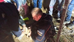 Burdur'da sondaj kuyusuna düşen yavru köpek kurtarıldı