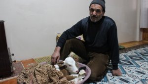 Çiftçi aile erken doğan buzağıya kendi çocukları gibi bakıyor