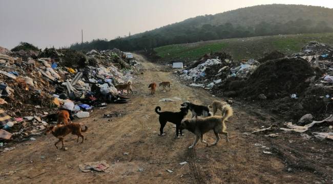 Çöplük taşındı, köpekler aç kaldı