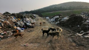 Çöplük taşındı, köpekler aç kaldı