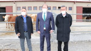 Damızlık Düve Merkezinin ilk düveleri İsviçre'den geldi