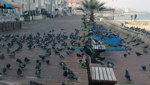 Denizin ve güneşin tadını kuşlar çıkardı