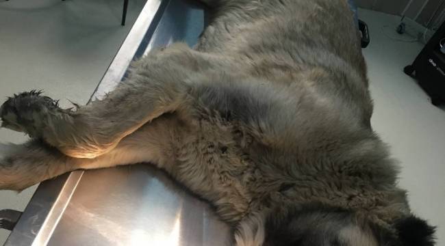 Dili damaklarına bitişik olan kangal köpeklere cerrahi müdahale yapıldı