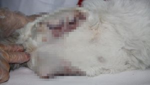 Diyarbakır'da patileri kesilen kedi kurtarılamadı