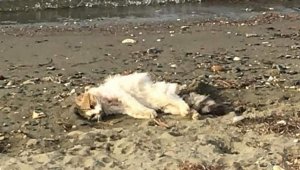 Erdek'te kedileri bir köpeğin öldürdüğü iddia edildi
