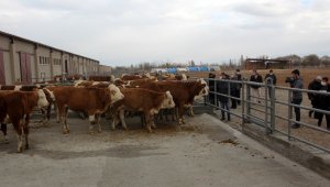 Erzincan'da 500 Başlık Düve Üretim Merkezinin ilk parti Simental cinsi düveleri İsviçre'den geldi