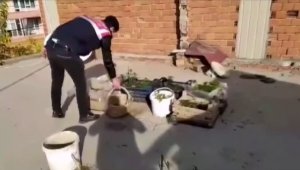 Fideleri odada, keneviri çatıda yetiştirdi