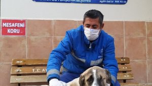 Görme engelli köpek, sıcak yuvasına kavuştu