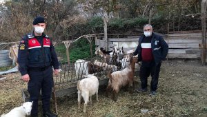 Hayvan hırsızları yakalandı