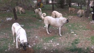 Hayvan severler sokak hayvanlarını kısıtlamada yalnız bırakmadı