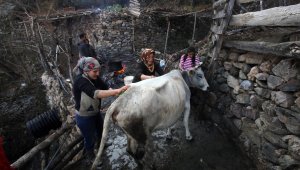 Kara kazanda sular bu kez 'inekler' için ısıtıldı