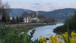 Kastamonu'da çayda üç tane su samuru görüldü