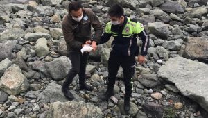 Kayaların arasına sıkışan yaralı martıyı trafik polisi kurtardı
