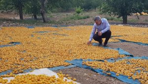 Kayısı da ihracat düştü, gelir yükseldi