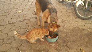 Kedi ile köpeğin şaşırtan dostluğu