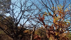 Kestane dal kanserine çare bulunamadı, rekolte her geçen gün düşüyor